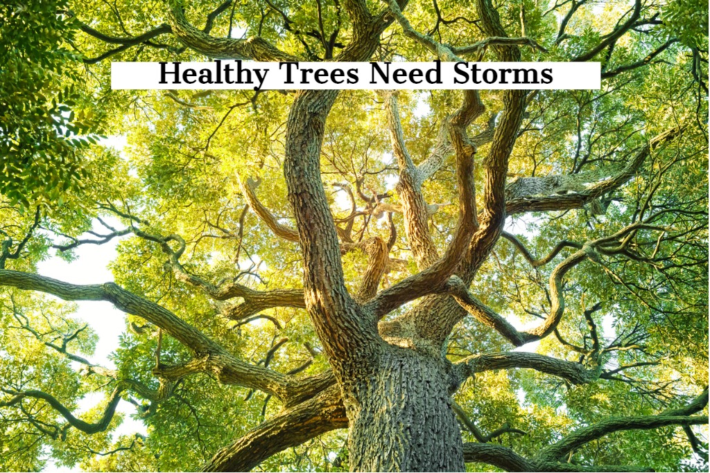 Healthy Trees Need Bad Weather